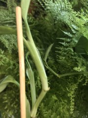 IMG_0059.jpeg