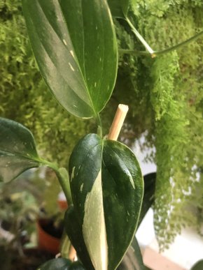 Monstera Standleyana variegata - vrcholový řizek .