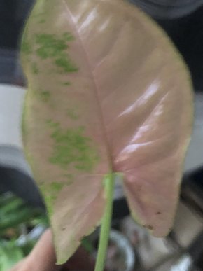 Syngonium Yellow Pink - rostlina .