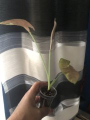 IMG_0049.jpeg