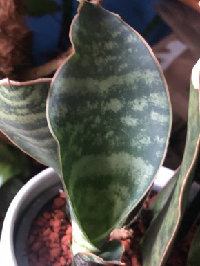 Sansevieria Masoniana “Whale Fin”- rostlina.