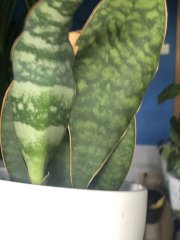 IMG_0045.jpeg