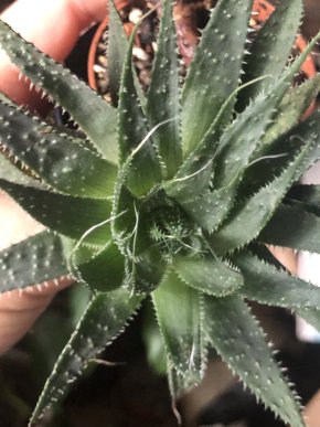 Aloe -menší rostlina ( název neznám ).