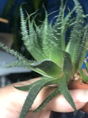 IMG_0042.jpeg