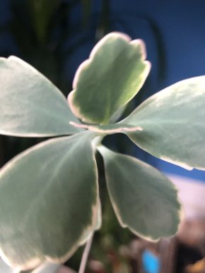 Kalanchoe variegata - čerstvý řizek .