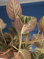 IMG_0007.jpeg