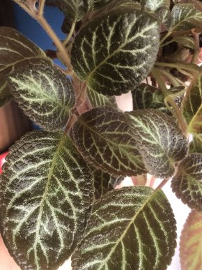 Episcia Karlyn - čerstvý řizek .