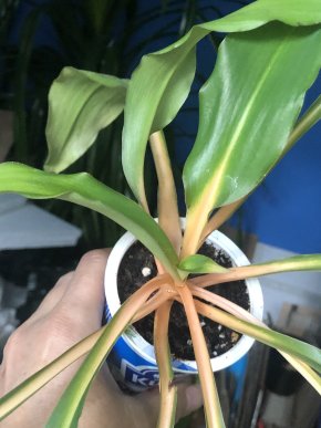 Chlorophytum Green Orange - větší rostlina .