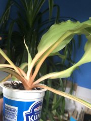 IMG_0014.jpeg