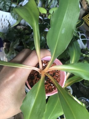Chlorophytum Green Orange - menší rostlina .