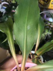 IMG_0005.jpeg