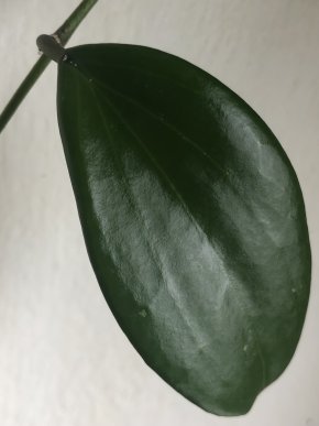Hoya Quinguenervia - čerstvý řizek .