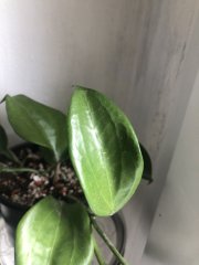 IMG_0011.jpeg
