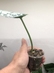 IMG_0109.jpeg