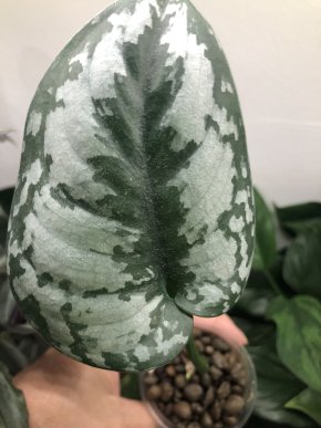 Scindapsus pictus Silver Princess - rostlina .