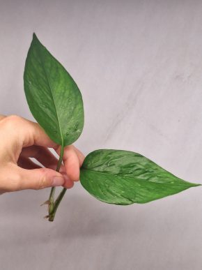 Epipremnum Linda