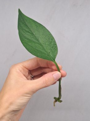 Epipremnum Linda