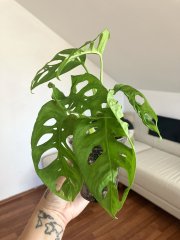 IMG_9592.jpeg