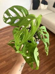 IMG_9595.jpeg
