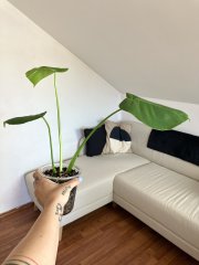 IMG_9606.jpeg