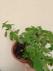 IMG_20250805_141653.jpg