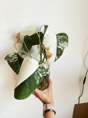 Monstera Albo