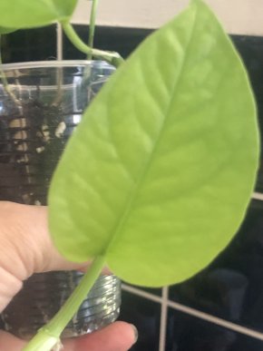 Epipremnum Pinnatum Neon - stonkovy řizek .