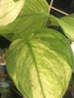 Epipremnum Harleguin/Olivia - stonkovy řizek ( méně zabarvený ) .