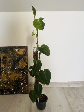 Philodendron Melanochrysum s mechovou tyčí