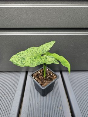 Syngonium 'Mojito'