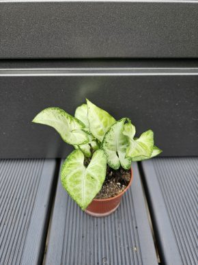 Syngonium 'White Butterfly'