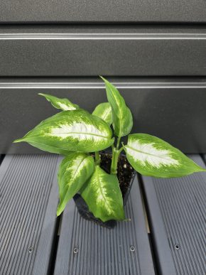 Dieffenbachia 'Camilla'