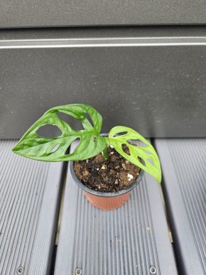 Monstera adansonii