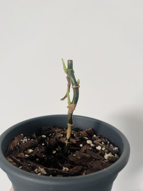 Syngonium Mojito