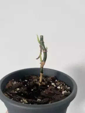 Syngonium Mojito