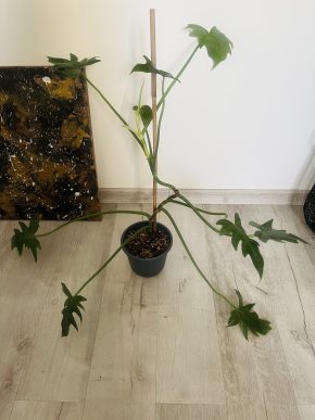 Philodendron radiatum