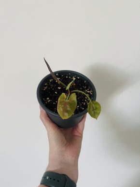 Syngonium
