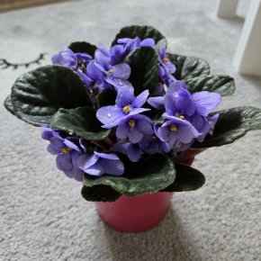 Fialka lila