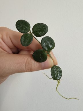 Hoya serpens