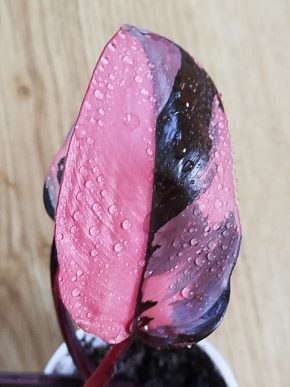 Philodendron Pink Princess