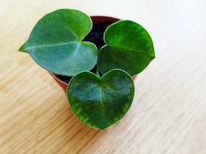 Anthurium clarinervium