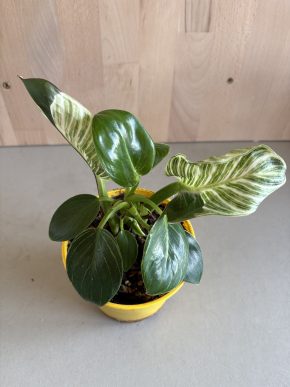 Philodendron Birkin