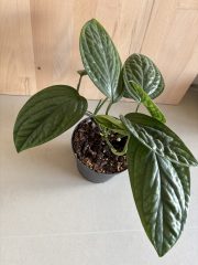 IMG_5065.jpeg