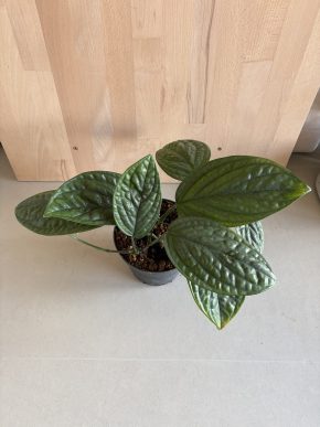 Monstera Karstenianum “Peru”