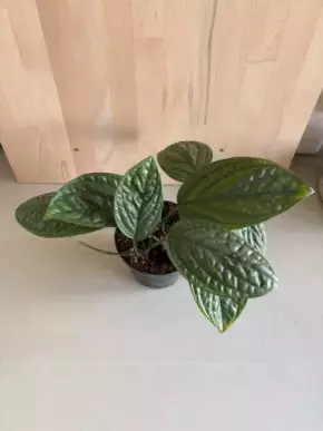 Monstera Karstenianum “Peru”