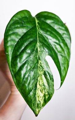 Epipremnum Pinnatum Albo Variegated