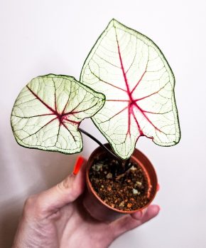 Caladium Fantasy