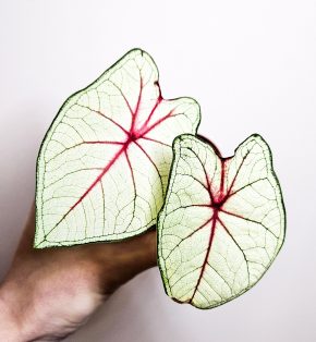 Caladium Fantasy