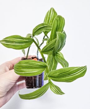 Tradescantia variegata