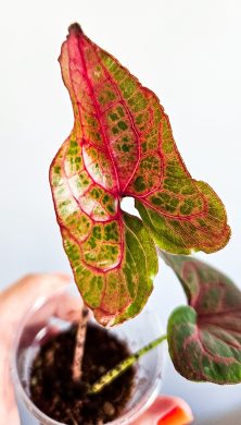Alocasia black jack (Cyrtosperma johnstonii) sběratelská rostlina